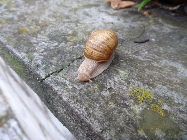 Lumaca con un guscio su una piastrella grigia — Foto Stock