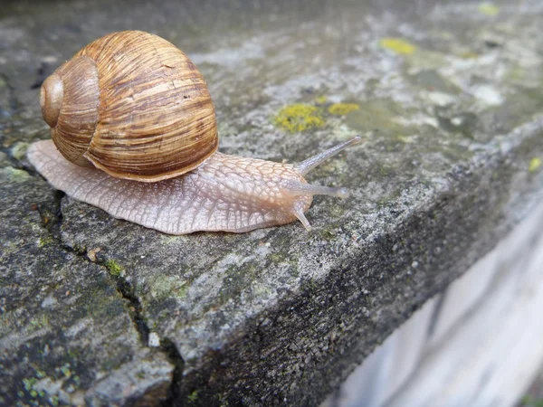 Lumaca con un guscio su una piastrella grigia — Foto Stock