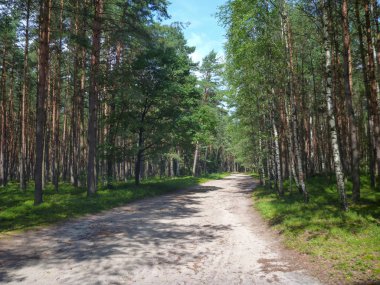 yeşil bir orman yoluyla küçük kumlu yol