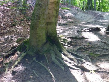 yeşil bir orman yoluyla küçük kumlu yol