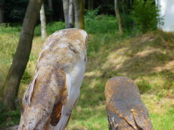 Two small owls in a green forest — Stock Photo, Image