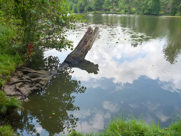 Reclutamento di una foresta verde in uno stagno — Foto Stock