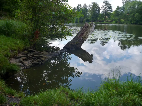 Reclection van een groen bos in een vijver — Stockfoto