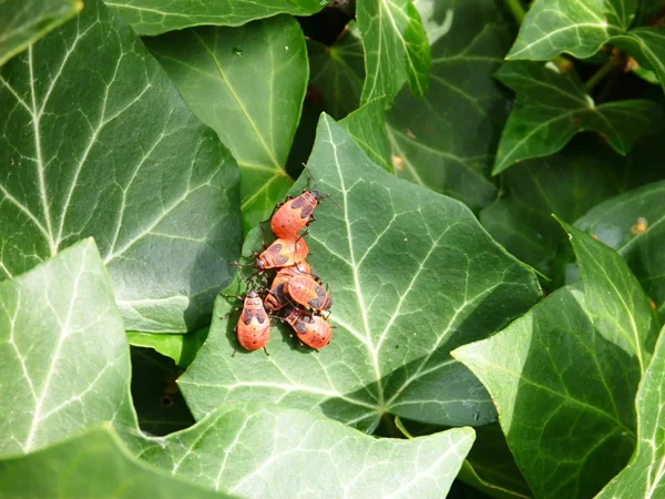 Detail van een rode beatle op groene bladeren — Stockfoto