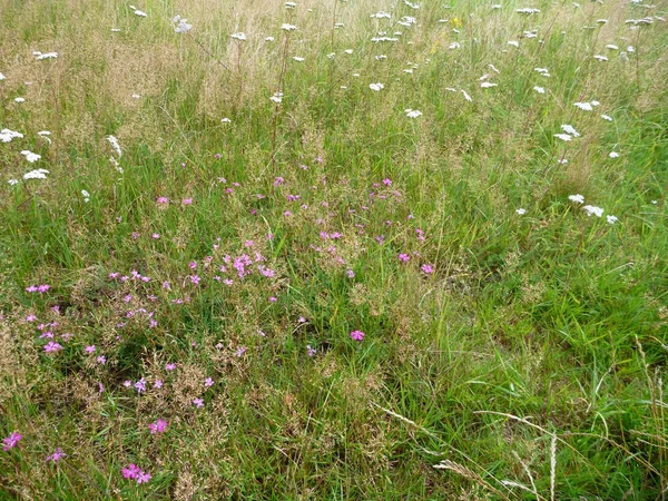 色とりどりの花と緑の草原 — ストック写真