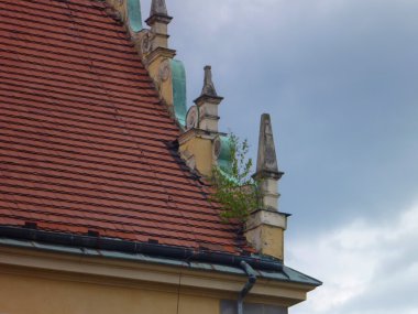 eski bir çatıdan büyüyen küçük ağaç