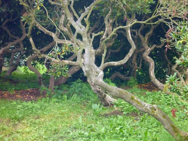 Фігурні гілки маленького дерева в парку — стокове фото