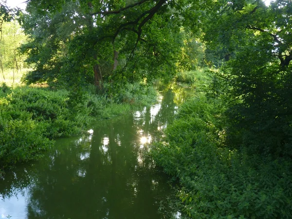 Zurückziehen eines grünen Waldes in einem Teich — Stockfoto