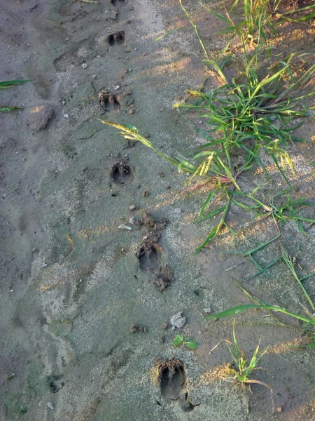 潮湿土壤中的野生动物痕迹 — 图库照片