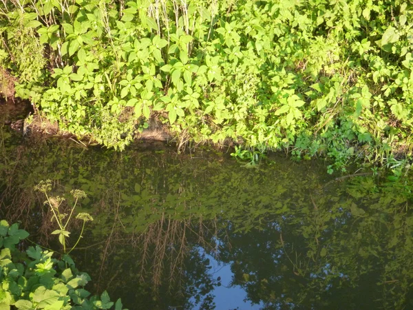 Reclutamento di una foresta verde in uno stagno — Foto Stock