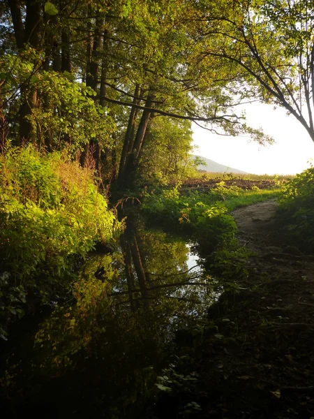 Reclection d'une forêt verte dans un ruisseau — Photo