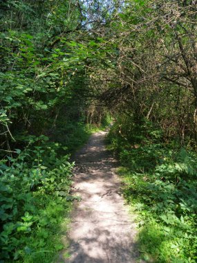 yeşil bir orman yoluyla küçük kumlu yol