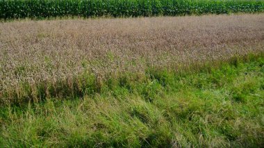 Altın buğday alan hasat için hazır