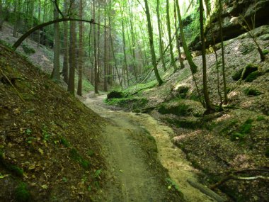 yeşil bir orman yoluyla küçük kumlu yol