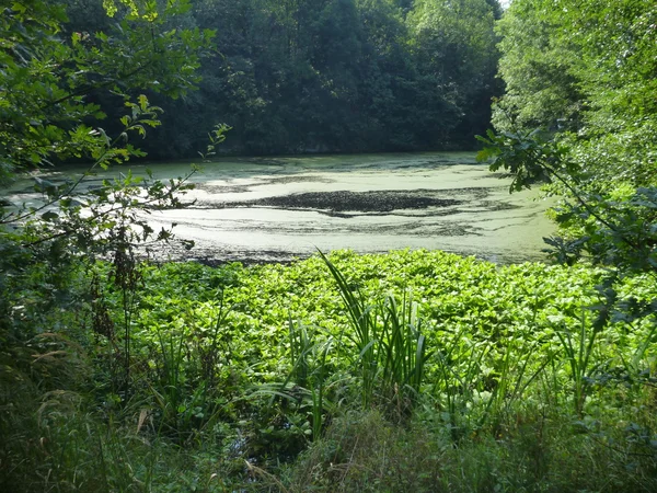 Lago nella foresta con superficie d'acqua coperta da piante — Foto Stock