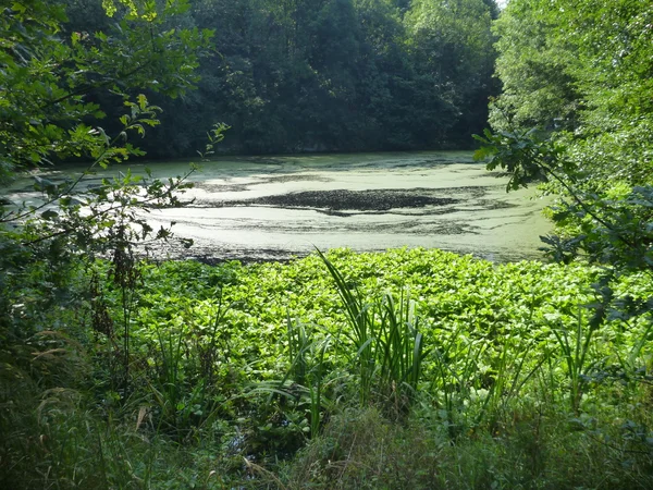 Danau di hutan dengan permukaan air ditutupi oleh tanaman — Stok Foto