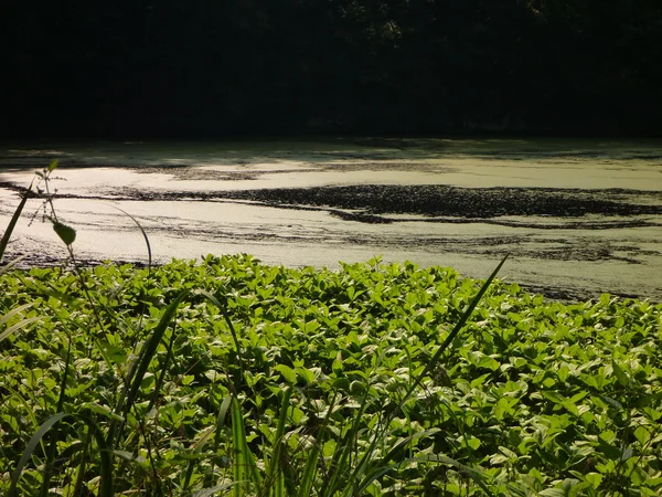 Danau di hutan dengan permukaan air ditutupi oleh tanaman — Stok Foto