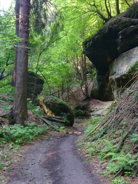 Zanderig weggetje door middel van een groen bos — Stockfoto