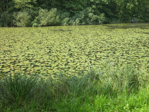 Lago nella foresta con superficie d'acqua coperta da piante — Foto Stock
