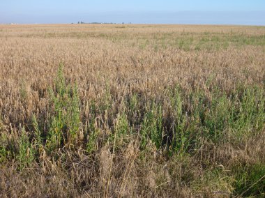 Altın buğday alan hasat için hazır