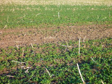 sonbaharda hasat boş alan