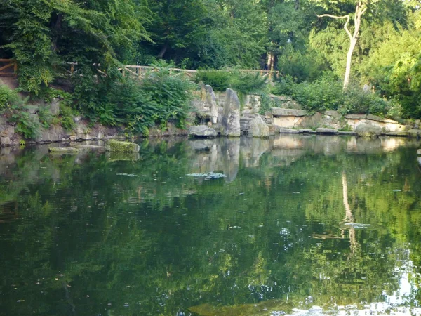 Spiegelung eines Baumes in einem Teich — Stockfoto