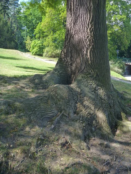 big tree trunk with roots above ground