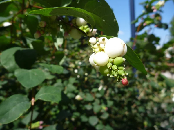 Деталь білої ягоди в парку — стокове фото