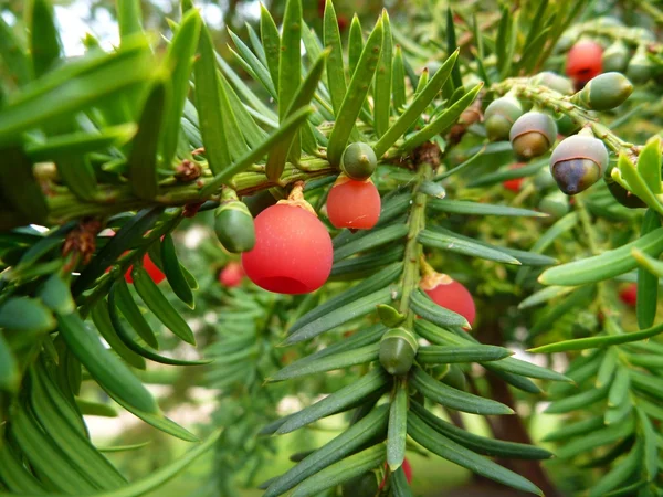 Detail of a red yew fruit — Stock Photo, Image