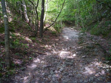 yeşil bir ormandaki boş toprak yol