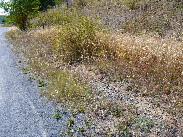 Jalan tanah kosong berkerikil dengan rumput kering — Stok Foto