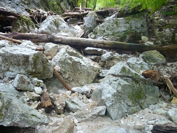 Lit de rivière sec dans une forêt verte — Photo