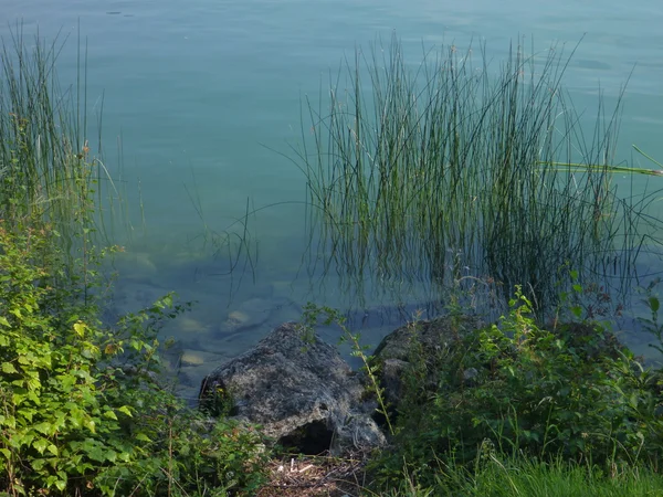 Canna verde sul lato lago — Foto Stock