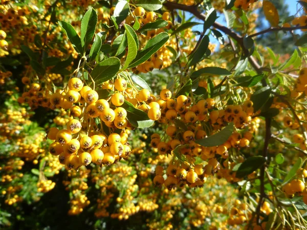 枝に小さな黄色の果実 — ストック写真
