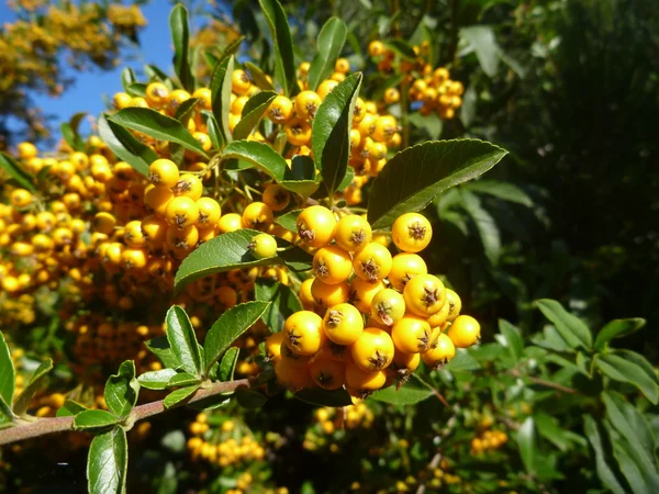 Petites baies jaunes sur une branche — Photo