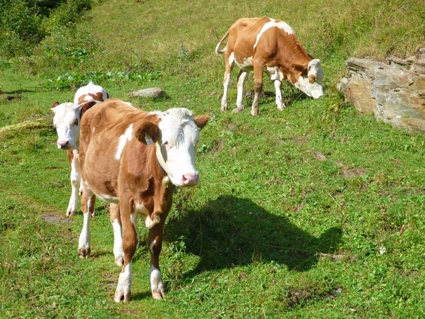 Корова на альпийском лугу — стоковое фото