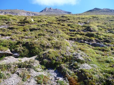 çimenli dağ yamacı Alpleri'nde