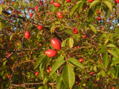 Olgun meyve ile hip Bush