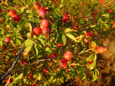 Olgun meyve ile hip Bush