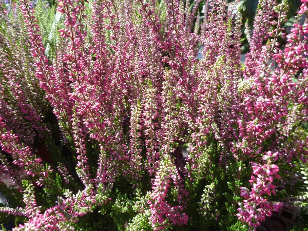 Detail od een violette Heide in bloesem — Stockfoto