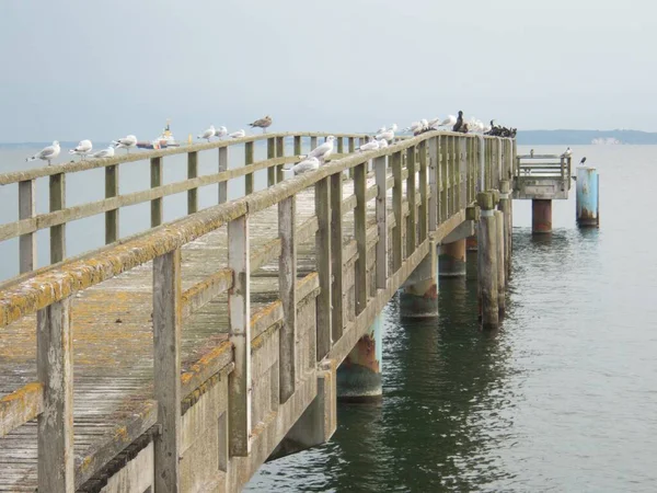 Een Ongebruikte Oude Portbridge Met Veel Meeuwen — Stockfoto