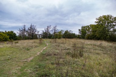 Çimenli bir çayırda serin bir sabah çiğ tanesiyle