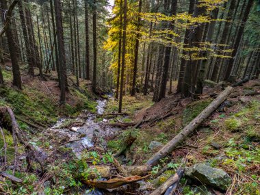 Yeşil ormandaki vahşi bir dere.