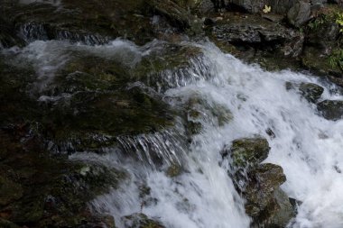 Yeşil ormandaki vahşi bir dere.