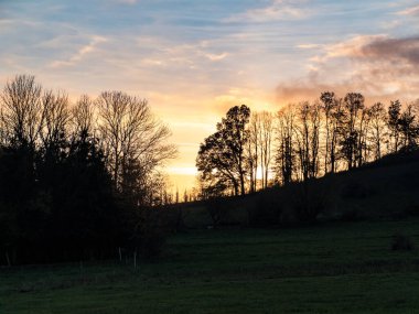 Çimenli bir çayırda serin bir sabah çiğ tanesiyle