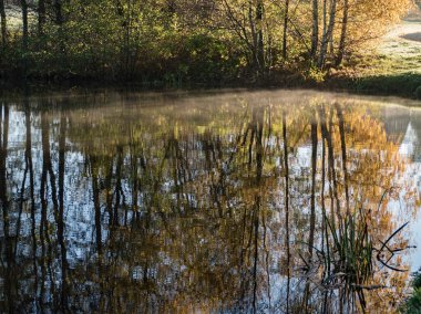 Sakin bir göldeki ağaçların güzel sabah yansımaları
