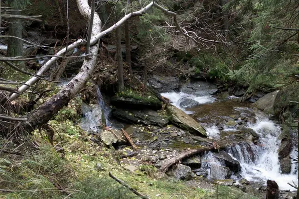 Yeşil Ormandaki Vahşi Bir Dere — Stok fotoğraf