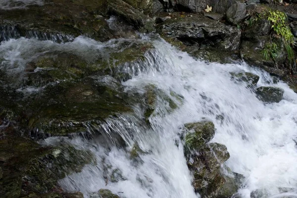 Ruisseau Sauvage Dans Une Forêt Verte — Photo