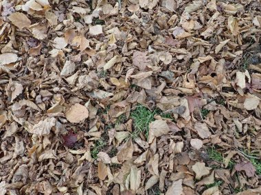 mevsimsel renk sonbahar yaprakları bir ağaçtan