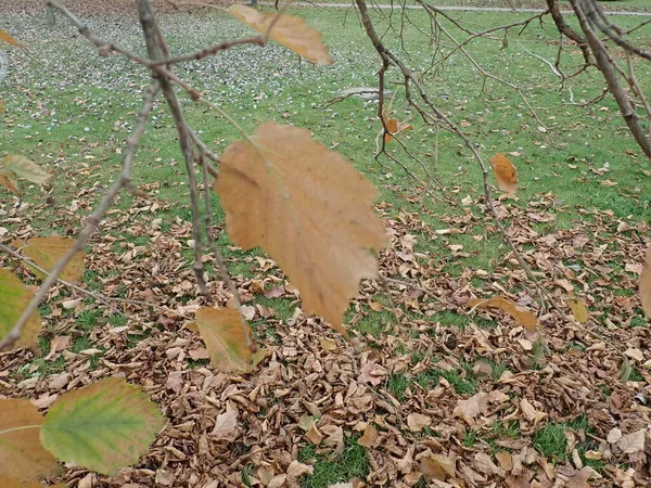 Folhas Outono Cor Sazonal Uma Árvore — Fotografia de Stock